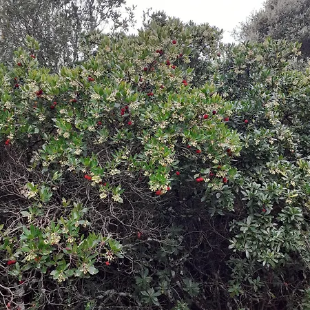 شقة Casa Mercedes *